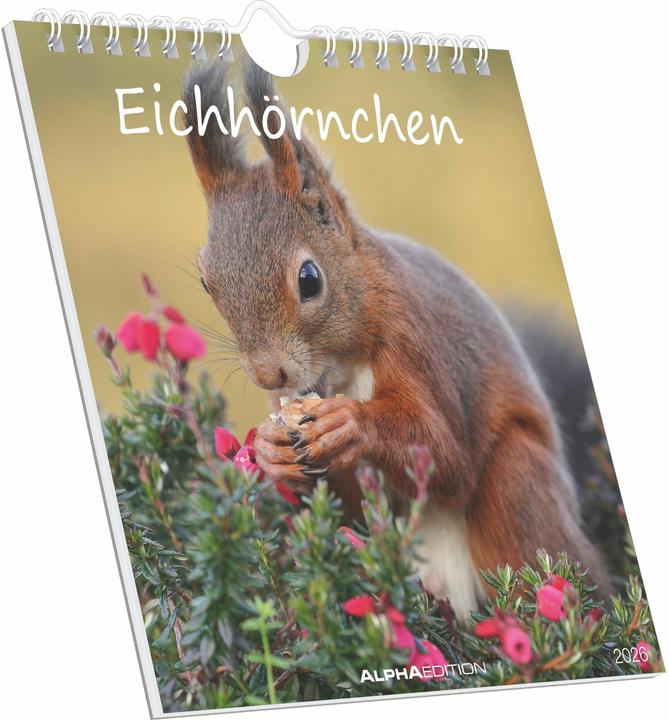 Produktbild Alpha Edition Eichhörnchen 2026 - Postkartenkalender im Format 16 x 17 (16 x 17 cm, Deutsch)