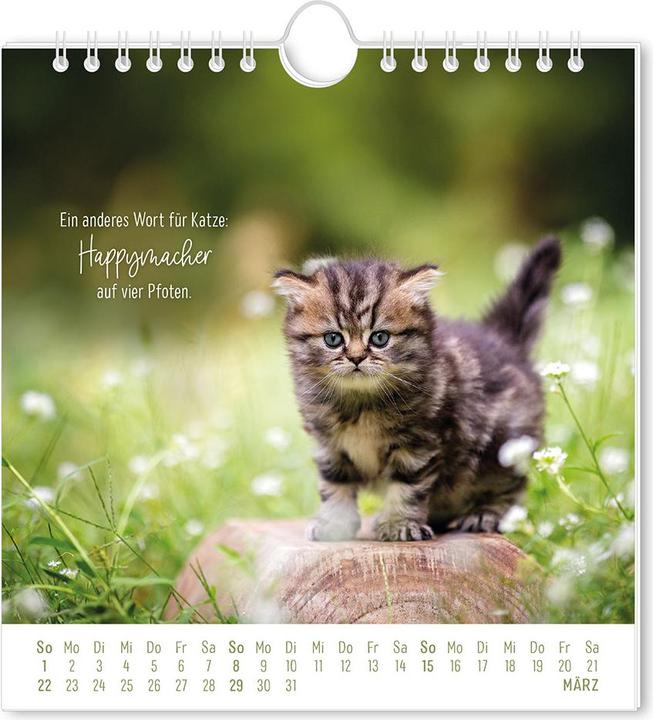Produktbild Postkartenkalender 2026 Auf leisen Pfot (16 x 17 cm, Harter Einband, Deutsch)
