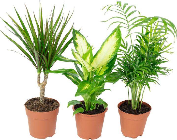 Plantes