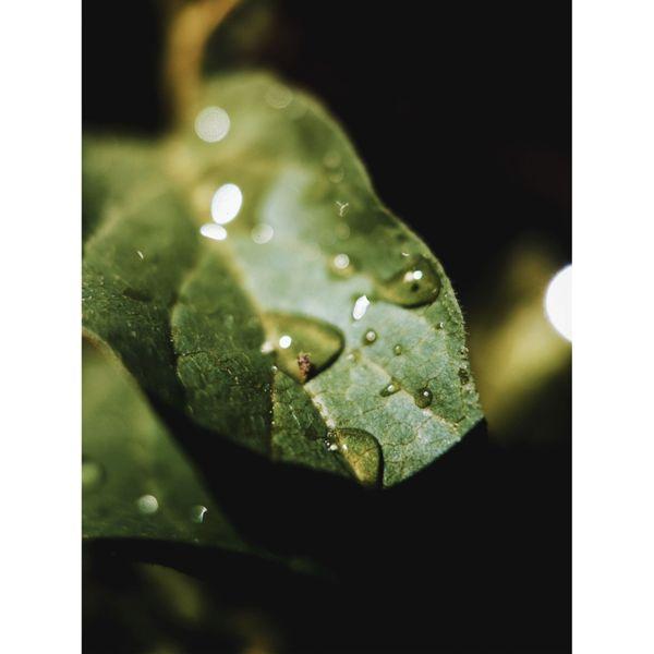 Image du produit Moment Macro 10x Lens - T-Series