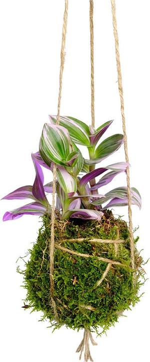 VEG and the City Kokedama "Zebrakraut"