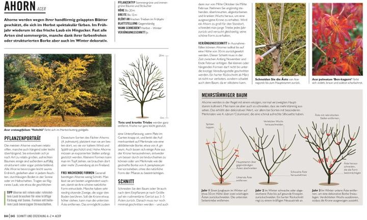 Produktbild Grünes Gartenwissen. Pflanzen richtig schneiden (Deutsch, Reinhard Ferstl, Stephanie Mahon, DK Verlag, 2022)