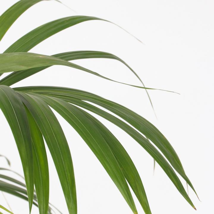 Produktbild Plant in a Box Howea Forsteriana - Kentia Palme (100 cm)