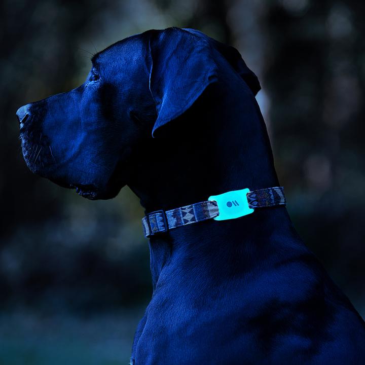 Immagine prodotto Case-Mate Supporto per collare per cani AirTag