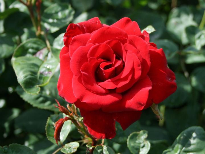 Produktbild Strauchrose Roter Korsar
