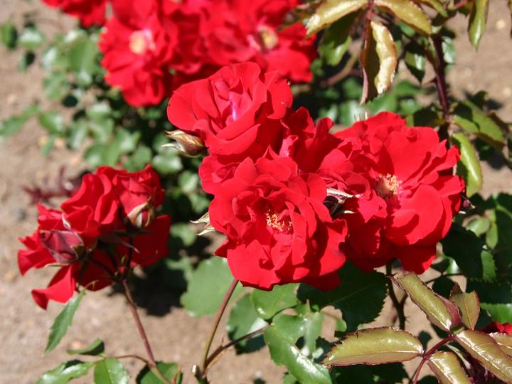 Produktbild Strauchrose Roter Korsar