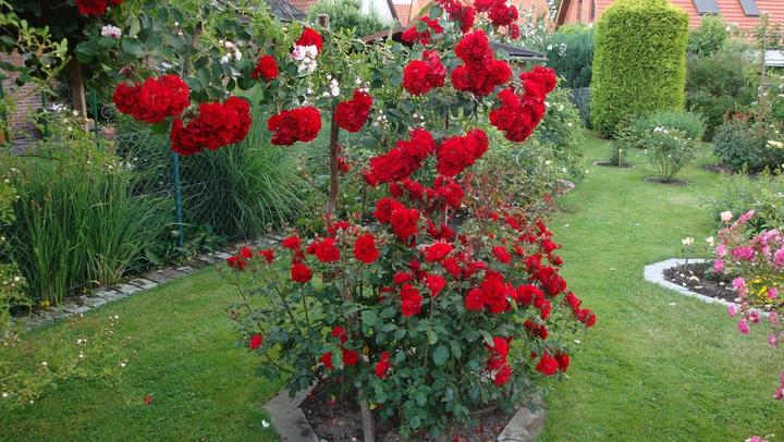 Produktbild Strauchrose Roter Korsar