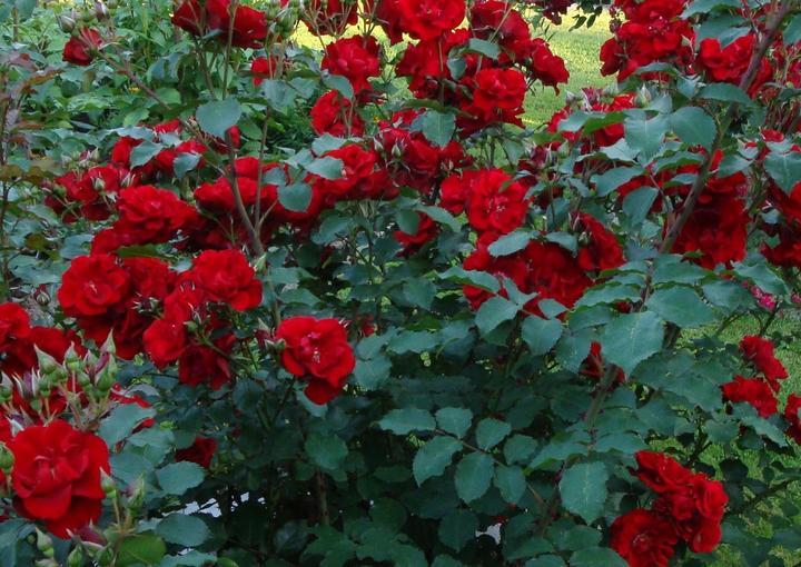 Produktbild Strauchrose Roter Korsar