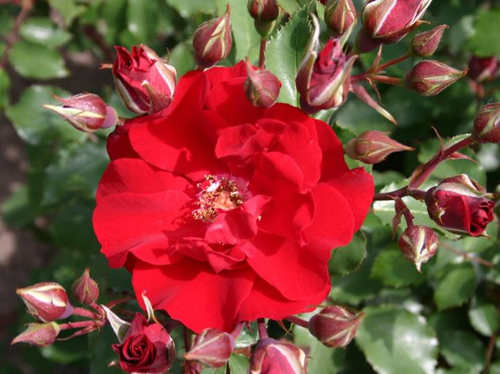 Produktbild Strauchrose Roter Korsar