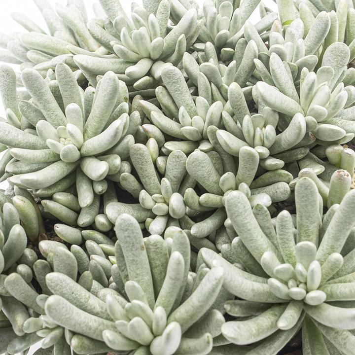 Image du produit Kakteen Gautschi Senecio scaposus (20 cm)