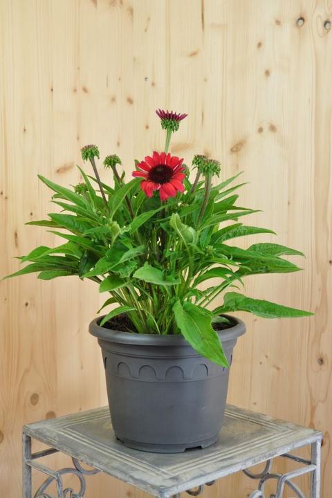 Produktbild Säntispracht Die altbekannte Heilpflanze, der Schein-Sonnenhut - Echinacea purpurea (70 cm)