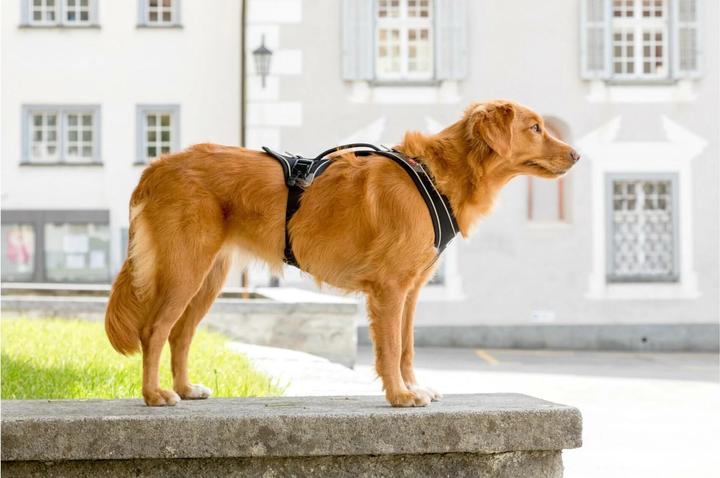 Actual product image Curli Harness Magnetic Belka Comfort (M, Dog, General)