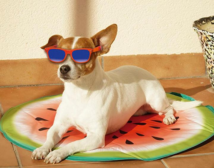 Actual product image Starlyf Pet Cooling Mat (Dog)