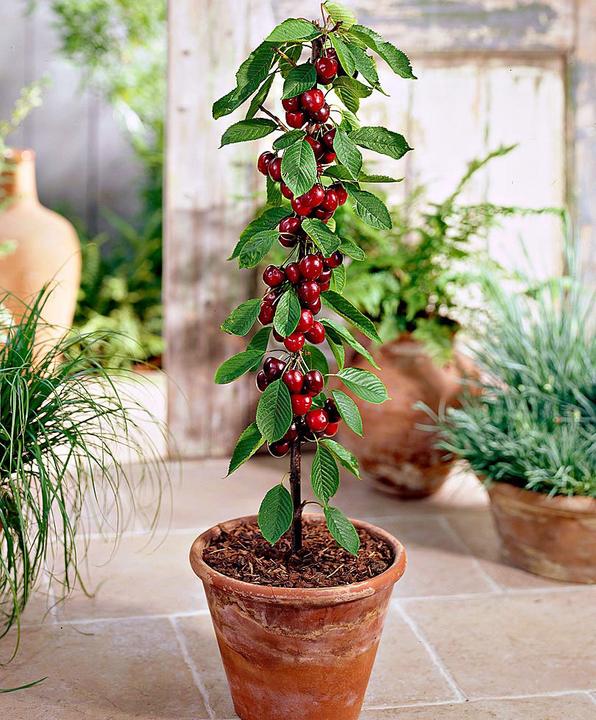 Produktbild Säulenkirsche Sylvia (100 cm)