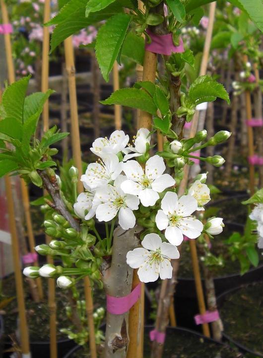 Produktbild Säulenkirsche Sylvia (100 cm)