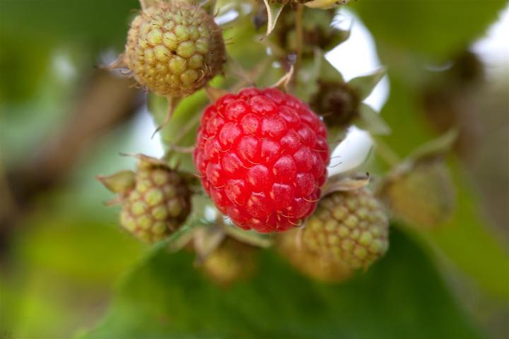Produktbild Himbeere Willamette (50 cm)