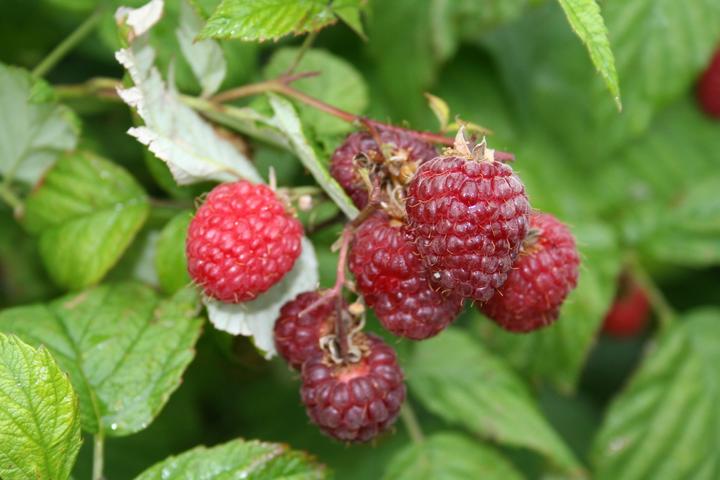 Produktbild Himbeere Willamette (50 cm)