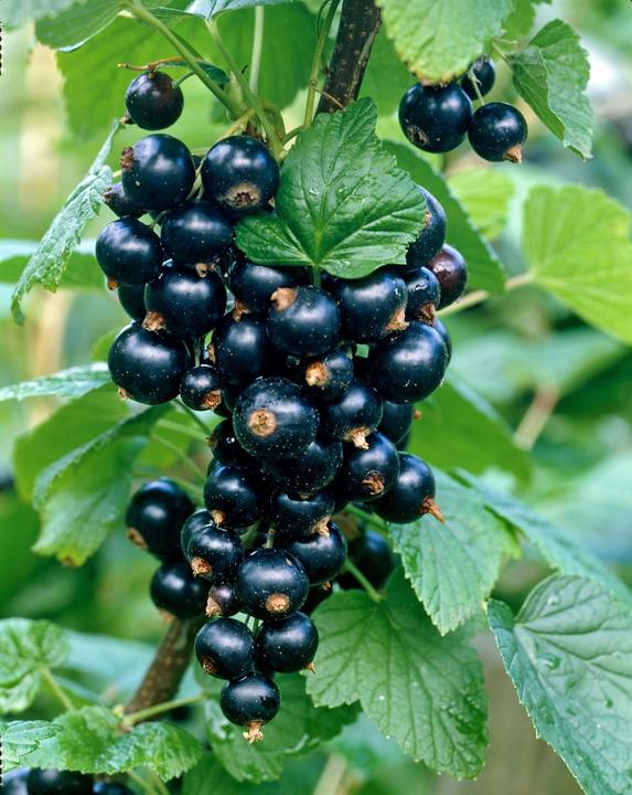 Actual product image Currant Kristin (80 cm)