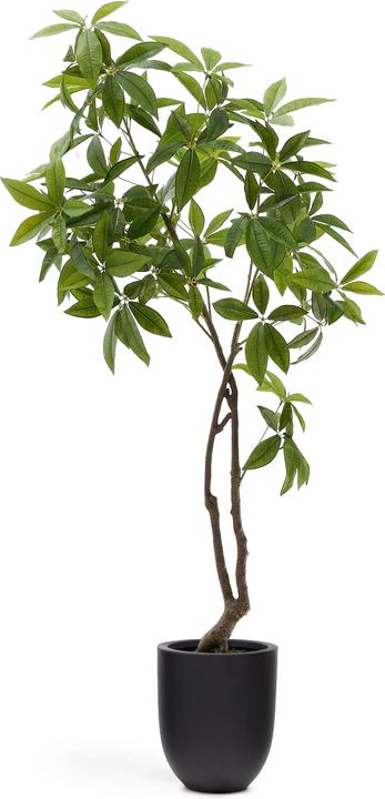 Kave Home Pachira (180 cm)
