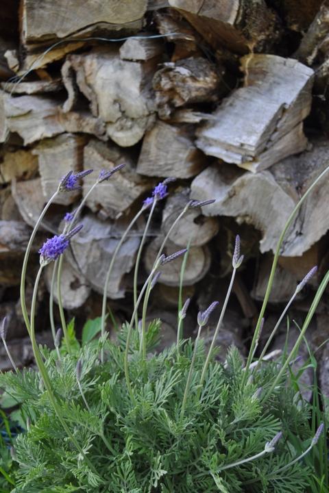 Produktbild Säntispracht Der kanarische Schmetterlings-Lavendel - Lavendula 'pinnata' (80 cm)