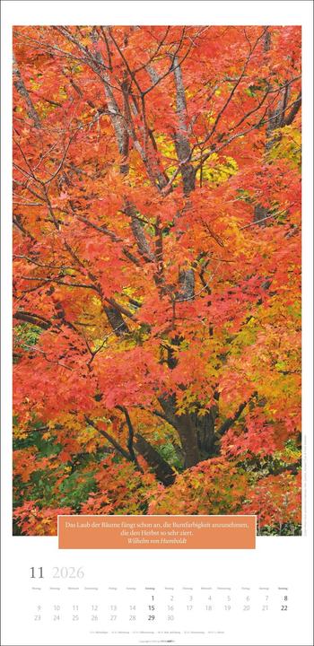 Produktbild Wunderwelt der Bäume Kalender 2026 (33 x 68 cm, Deutsch)