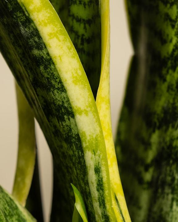 Actual product image feey Mother-in-law's tongue (35 cm, Freshly repotted)