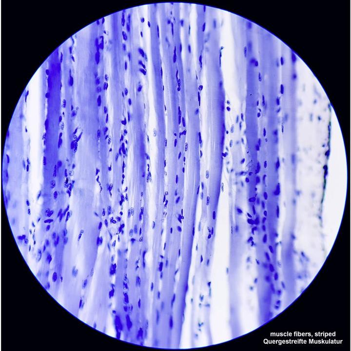 Actual product image Bresser Optik Science TFM-201 Bino transmitted light microscope Binocular 1000 x transmitted light