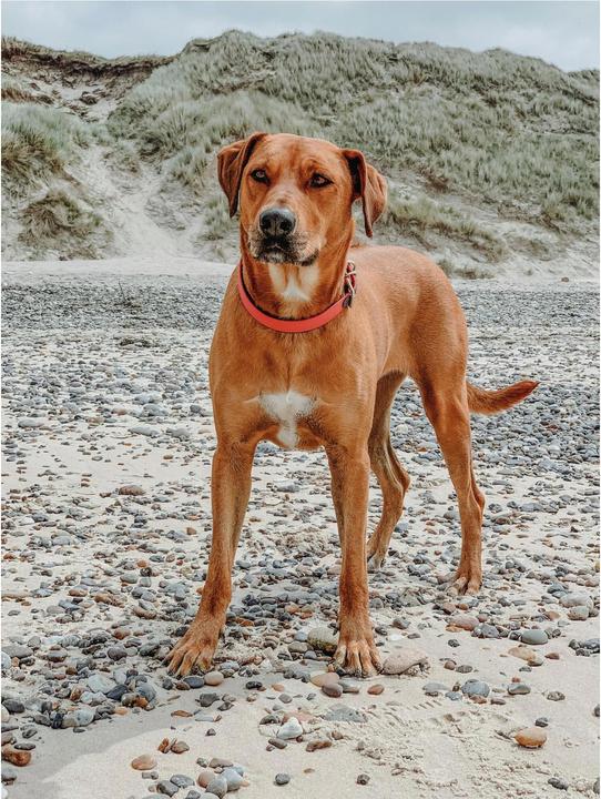 Actual product image Hunter Collar Convenience Comfort Biothane Neoprene Padded (23, 24, 25, 27, 28, 29, 30, Dog, General)