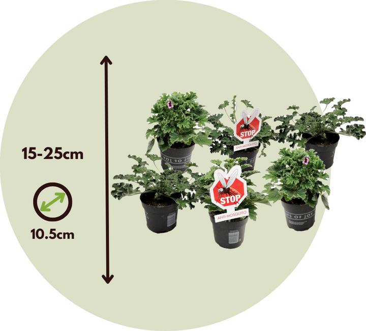 Produktbild Plant in a Box Pelargonium ‘Orange Fizz’, 'Pink Capitatum', 'Lizzy' - 6er-Set Anti-Moskito-Pflanze (15 cm)
