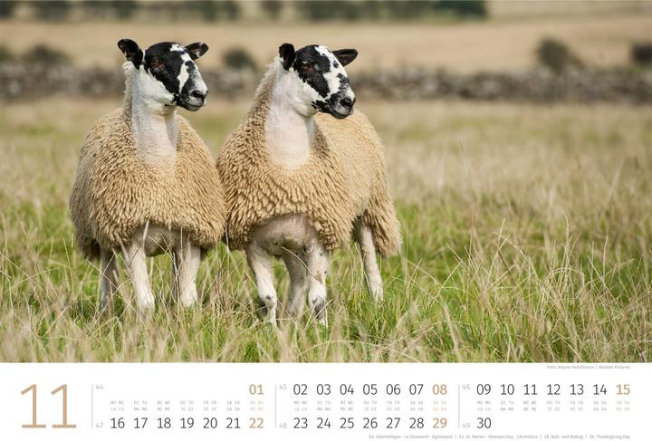 Actual product image Schafe Kalender 2026 (45 x 33 cm, Hardcover, German, French, Italian, English)