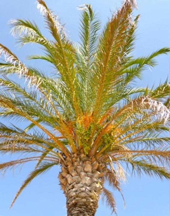 Produktbild Tropica Echte Dattelpalme Phoenix Dactylifera (Pflanzensamen)