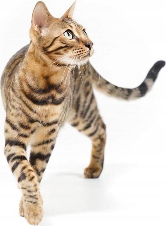 Actual product image IMAC Zuma (Cat litter box closed)