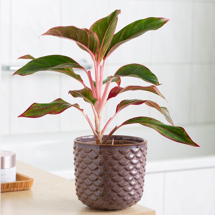 Image du produit VEG and the City Balane (filament d'épi - Aglaonema delight star) (35 cm)