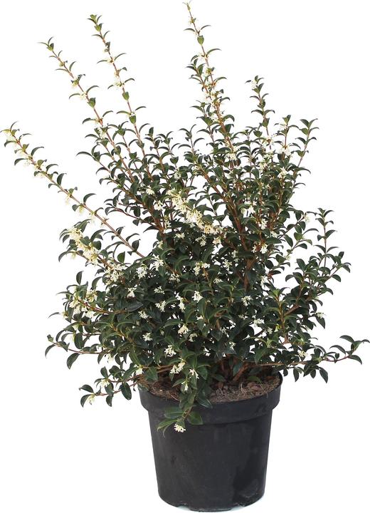 Produktbild Zulauf Duftblüte / Osmanthus x burkwoodii (50 cm)