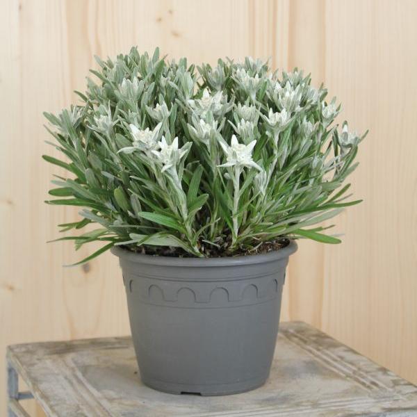 Produktbild Säntispracht 2 er Set, Das urwüchsige Edelweiss  - Leontopodium alpinum Aktion (25 cm)