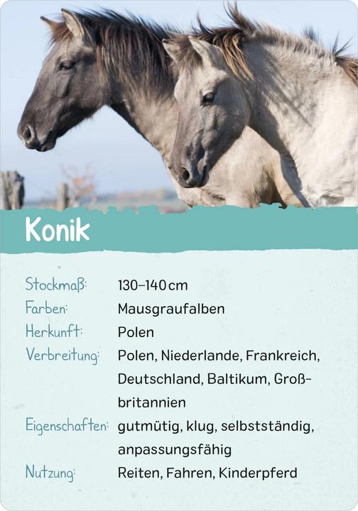 Produktbild Naturforscher-Kids – Pferde & Ponys (Deutsch, Miriam Scholz, 2024)
