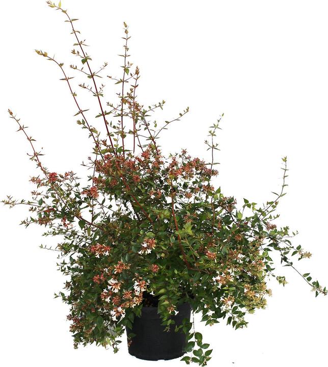 Produktbild Zulauf Grossblütige Abelie / Abelia x grandiflora (70 cm)