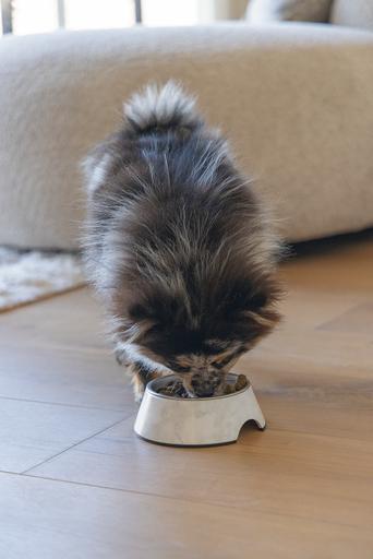 Actual product image Designed by Lotte Dog bowl Meis (0.16 l)