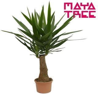 Image du produit Yucca (90 cm)