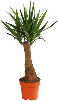 Yucca (90 cm)