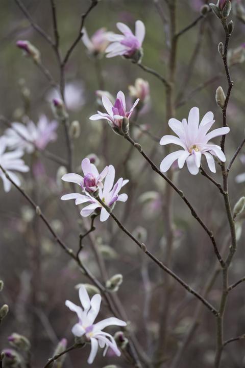 Actual product image Tulip magnolia (80 cm)