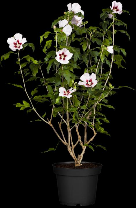 Hamabo garden mallow (80 cm)
