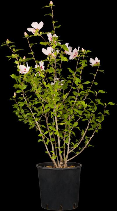 Image du produit Ibiza de jardin Hamabo (80 cm)