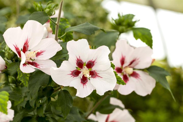 Image du produit Ibiza de jardin Hamabo (80 cm)