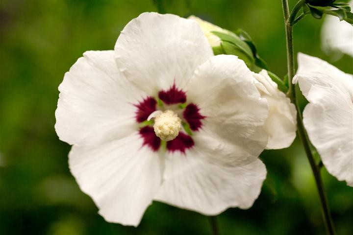 Image du produit Ibiza de jardin Hamabo (80 cm)