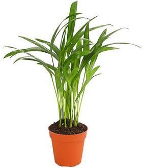 Areca- Palme (90 cm)