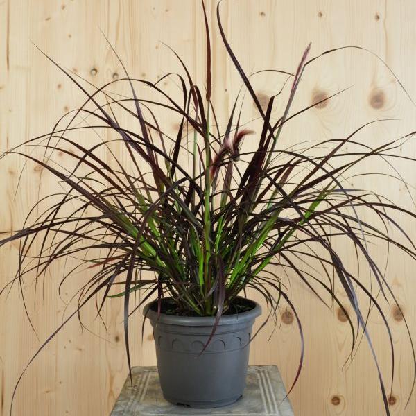 Image du produit Säntispracht Le Pennisetum setaceum 'Rubrum', une herbe à plumes d'un rouge profond (80 cm)