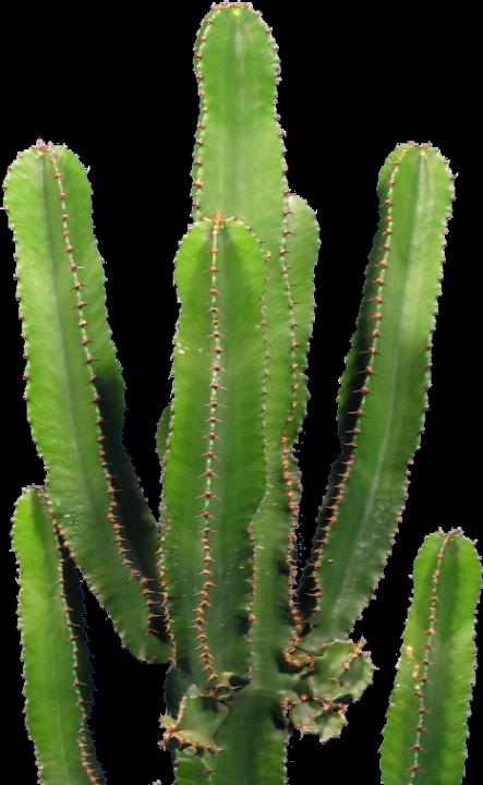 Kakteen Gautschi Euphorbia eritrea (80 cm)