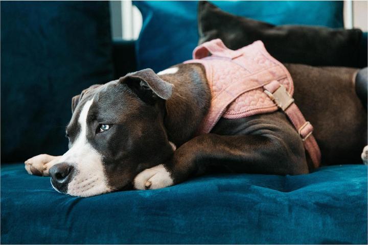 Produktbild Kentucky Dogwear Hundegeschirr Body Safe (XS, Hund, Allgemein)