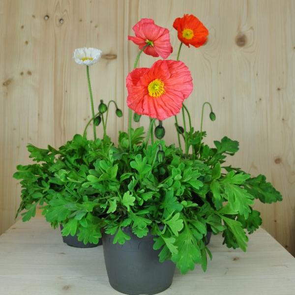 Produktbild Säntispracht 2 er Set, Der insektenliebende Islandmohn - Papaver nudicaule MIX (40 cm)